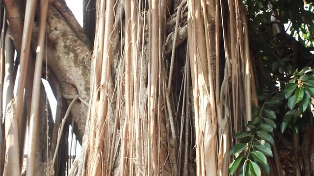 Banyan tree with well-defined aerial roots (crampon, breathing root). Tropical Plants in Laos

