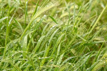 Fototapeta na wymiar Spikelet of barley covered with drops of dew after rain.