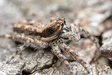 Close up macro jumping spider on the ground.