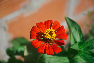 red flower on a green background