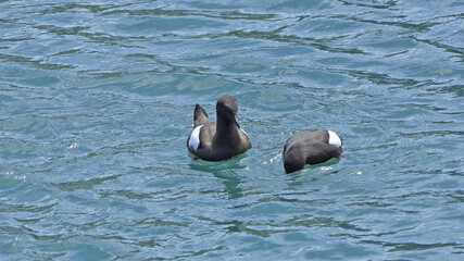 Black guillemot swimming the Irish Sea