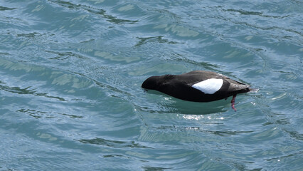 Black guillemot swimming the Irish Sea