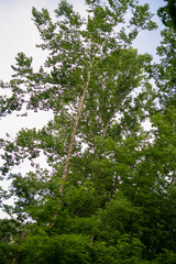 trees in the forest