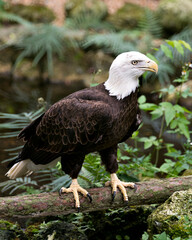 Bald Eagle Bird Stock Photos. Image. Portrait. Picture. Foliage background. Perched on log.