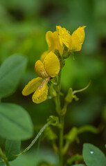 close up of a yellow flower