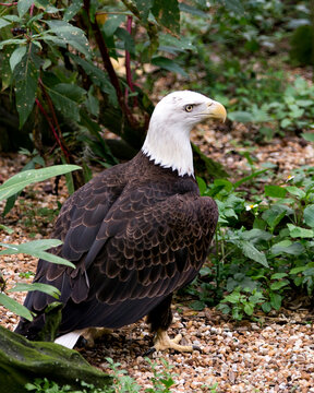 Bald Eagle Bird Stock Photos. Image. Portrait. Picture. Bald Eagle bird close-up profile view displaying brown feathers plumage, white head, eye, yellow beak, talons, in its environment.
