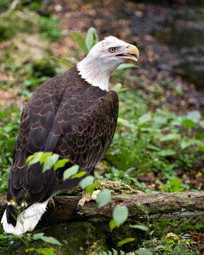 Bald Eagle Bird Stock Photos. Image. Portrait. Picture. Foliage background. Perched on log. Open beak.