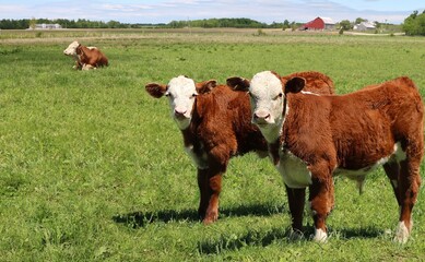Two young Hereford calves in the pasture field with cow laying down in behind