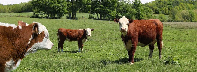 Closeup of little Hereford calf face with cow and calf behind