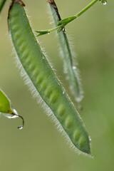 seedpod on a shrub.
