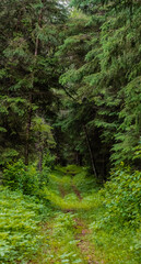 Fototapeta premium green moss in the forest