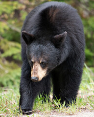 Bear photo stock. Image. Portrait. Picture.  Black bear foraging in the forest. Close-up profile view of black bear.