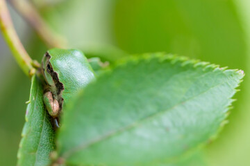 ニホンアマガエル　Japanese tree frog