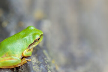 ニホンアマガエル　Japanese tree frog