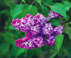Fototapeta premium Blossoming lilac branch. Spring blooming lilac flowers. Shallow depth of field. Selective focus.