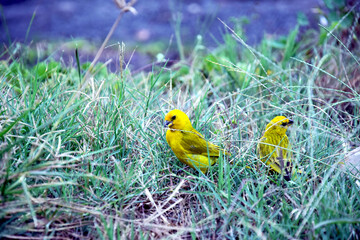 Yellow birds of Peru