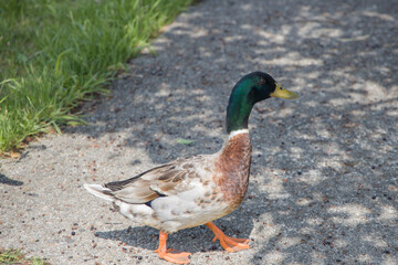 duck in the park