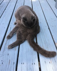 A gray Russian Blue breed cat grooming itself while sitting on a wooden porch