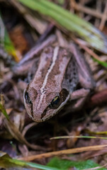 Frog in the woods