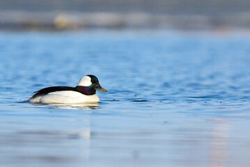 A drake Bufflehead swims on a recently thawed lake during springtime in Alaska.
