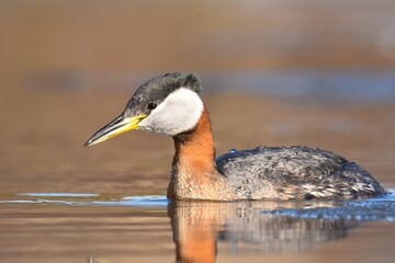 A Red-necked Grebe swims on a pond in Alaska.