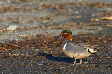 A drake Green-winged Teal swims along a shoreline in Alaska.