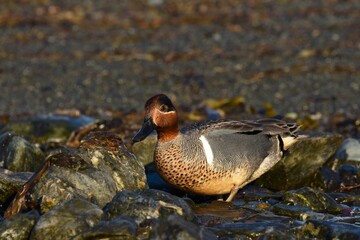 A drake Green-winged Teal swims along a shoreline in Alaska.