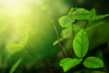 Closeup of Nature view of green leaves that have been eaten by a worm on blurred greenery background in forest. Leave space for letters, Focus on leaf and shallow depth of field.