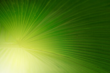Closeup of Nature view of green leaves that have been eaten by a worm on blurred greenery background in forest. Leave space for letters, Focus on leaf and shallow depth of field.
