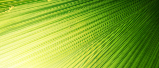 Fototapeta premium Closeup of Nature view of green leaves on blurred greenery background in forest. Focus on leaf and shallow depth of field.