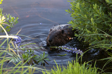 Beaver Animal Stock Photos. Beaver close-up profile view eating lily flowers in the water, displaying brown fur, body, head, eye, ears, nose, paws, claws in its environment and surrounding.