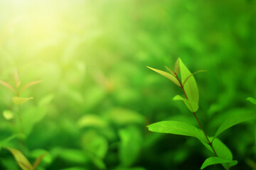 Obraz premium Closeup of Nature view of green leaves on blurred greenery background in forest. Focus on leaf and shallow depth of field.