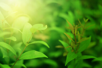 Closeup of Nature view of green leaves on blurred greenery background in forest. Focus on leaf and shallow depth of field.