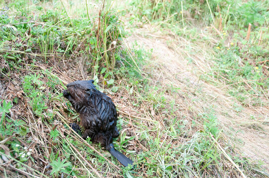 Beaver Animal Stock Photos.   Baby Beaver animal close-up profile view eating grass.
