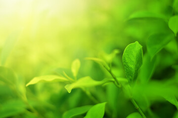 Closeup of Nature view of green leaves that have been eaten by a worm on blurred greenery background in forest. Leave space for letters, Focus on leaf and shallow depth of field.