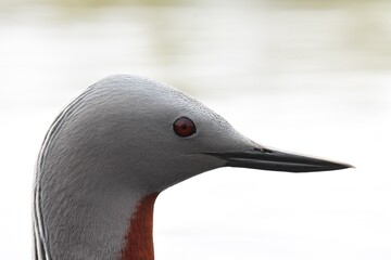 A Red-throated Loon closeup from an Alaskan pond.