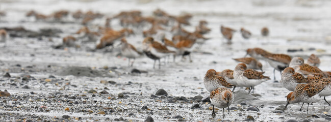 A flock of Western Sandpipers gathers along the Alaskan coast during spring migration.