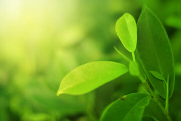 Closeup of Nature view of green leaves that have been eaten by a worm on blurred greenery background in forest. Leave space for letters, Focus on leaf and shallow depth of field.