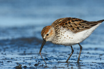 A Western Sandpiper feeds on the mudflats in Kachemak Bay during the their annual spring migration.