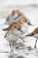 A Western Sandpiper feeds on the mudflats in Kachemak Bay during the their annual spring migration.