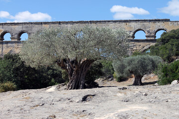 Bambous et aqueduc romain