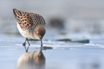 A Western Sandpiper feeds on the mudflats in Kachemak Bay during the their annual spring migration.