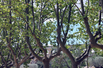 Aqueduc derrière les arbres