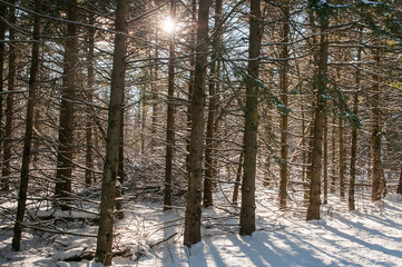Forest of trees in snow with sun rays