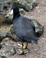 Black Scoter or American Scoter Stock Photo.   bird close up by the water, standing on a rock showing its head, eye, beak, green feet and black plumage in its environment with a rock background.