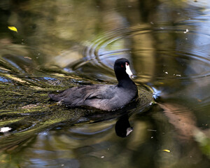 Black Scoter or American Scoter Stock Photos.  Black scoter bird in the water.  Black scoter duck.