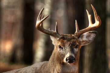 Buck Whitetailed deer with antlers.