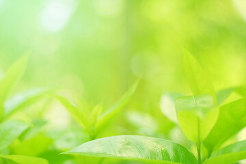Closeup of Nature view of green leaves on blurred greenery background in forest. Focus on leaf and shallow depth of field.