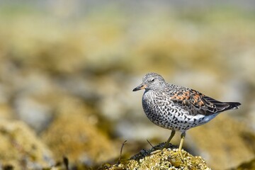 A Surfbird feeds on a rocky shoreline during spring migration in Alaska.