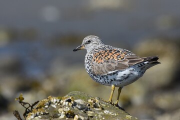 A Surfbird feeds on a rocky shoreline during spring migration in Alaska.